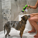 PET Pro Washer